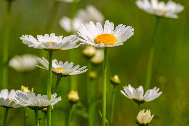 vackra oxeye daisy blommor på en solig äng - prästkrage bildbanksfoton och bilder