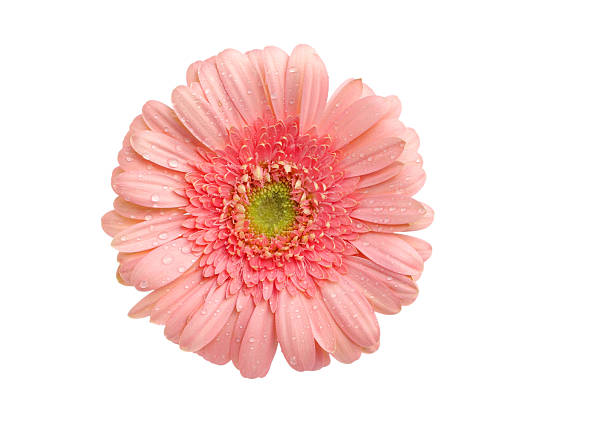 Beautiful pale pink gerbera daisy on white stock photo