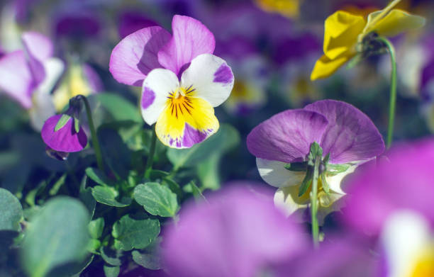 Beautiful pansy flowers growing in the garden at sunny spring day stock photo