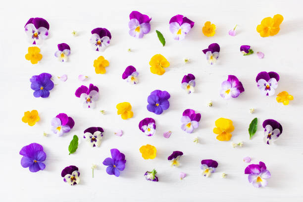 beautiful pansy violet summer flowers flatlay on white stock photo