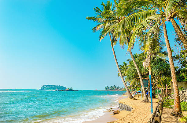 Beautiful paradise beach with tall palm trees stock photo