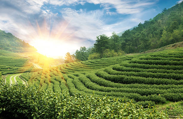 Beautiful pattern of bright, green tea garden  in China stock photo