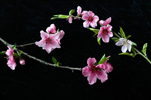 Beautiful peach blossom isolated on black stock photo