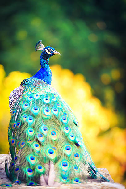 beautiful peacock in palace garden - peacock back stockfoto's en -beelden