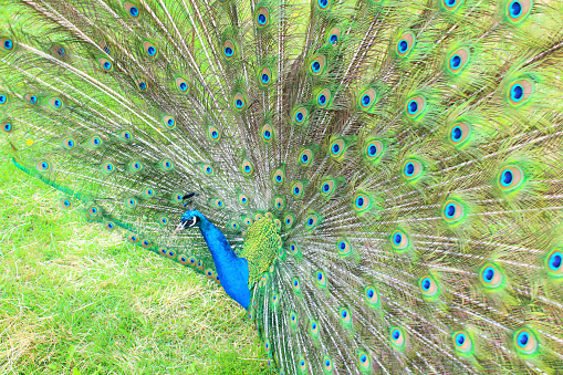 A beautiful peacock with an opening tail. Close-up. Background.