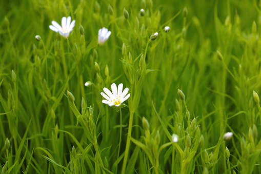 Beautiful perennial white flower in the meadow in summer or spring
