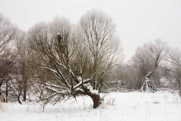 Beautiful picturesque trees are covered with snow. stock photo