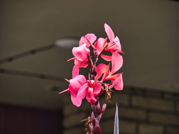 piękne różowe kwiaty w rozkwicie - johnson & johnson zdjęcia i obrazy z banku zdjęć