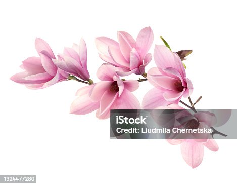istock Beautiful pink magnolia flowers on white background 1324477280