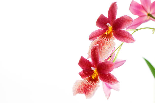 Beautiful Pink Orchid stock photo