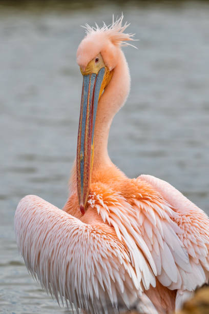 Beautiful pink pelican birds  in Kerkini Lake in northern Greece stock photo