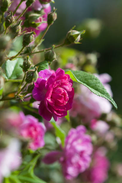 A beautiful Pink Rose in the garden. stock photo