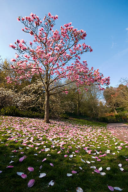 A beautiful pink tree blossoming in spring stock photo
