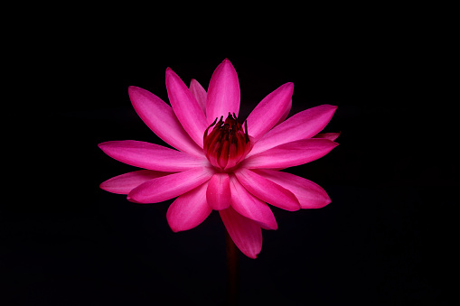 Beautiful pink water lily on black background