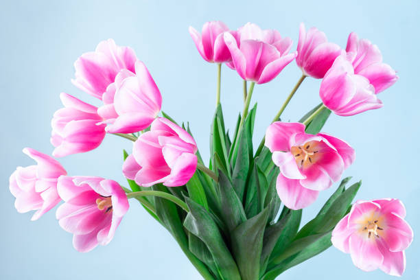 Beautiful pink white tulips on blue background, horizontal, side view, closeup stock photo