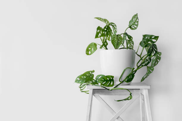 Beautiful plant Monstera Monkey Mask in a white pot stands on a white pedestal on a white background. Houseplant Monstera obliqua on a white background with hard shadows. stock photo
