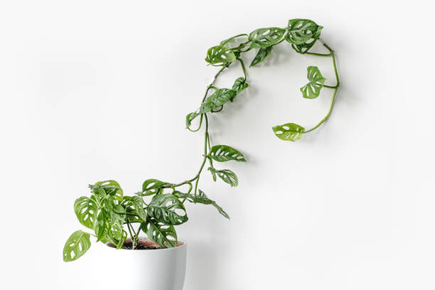 Beautiful plant Monstera Monkey Mask in a white pot stands on a white pedestal on a white background. Houseplant Monstera obliqua on a white background stock photo