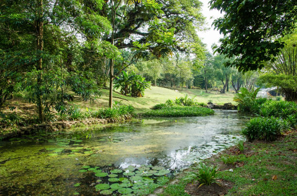 Beautiful pond in the Kuala Lumpur Perdana Botanical Gardens, it is Kuala Lumpur's first large-scale recreational park. Beautiful pond in the Kuala Lumpur Perdana Botanical Gardens, it is Kuala Lumpur's first large-scale recreational park. perdana botanical garden stock pictures, royalty-free photos & images