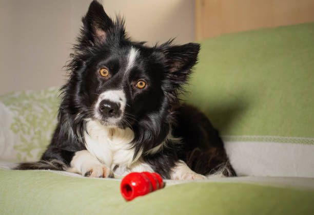 Beautiful portrait of a border collie puppy with his game on the couch A beautiful portrait of a border collie puppy with his game on the couch king kong monster stock pictures, royalty-free photos & images