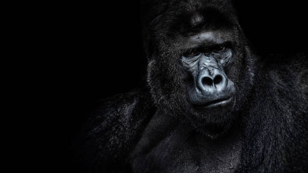 Beautiful Portrait of a Gorilla. Male gorilla on black background, severe silverback, anthropoid ape Beautiful Portrait of a Gorilla. Male gorilla on black background, severe silverback, anthropoid ape gorilla stock pictures, royalty-free photos & images