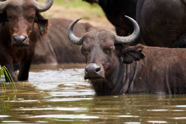 Beautiful portrait of a kaffir buffalo bathing in the kazinga channel of uganda bordering Queen Elizabeth National Park stock photo
