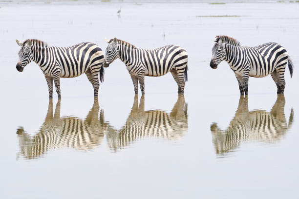 beautiful portrait of a trio of zebras and their reflection on the waters of the Musiara swamp in the Masai Mara nature reserve in Kenya stock photo