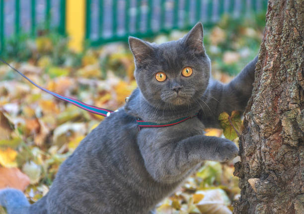 beautiful portrait of gray scottish cat on a leash walk. - cat leash bildbanksfoton och bilder