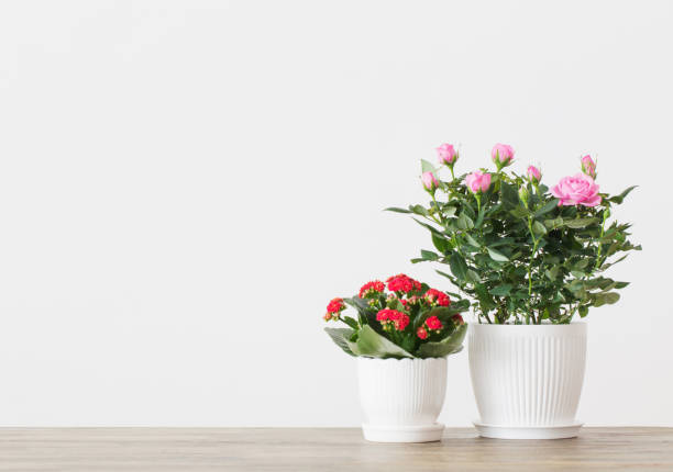 beautiful potted flowers on  background white wall potted flowers on  background white wall flowering plant stock pictures, royalty-free photos & images