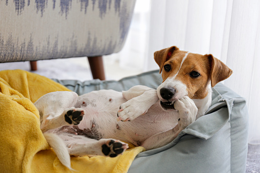 Clean Dog Bed