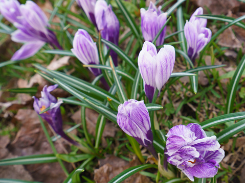 Beautiful purple crocuses at spring time. The beauty of nature concepts. Suitable as floral fresh background, greeting card, template. Close up
