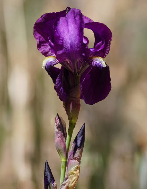A Beautiful Purple Iris Flower Stem stock photo