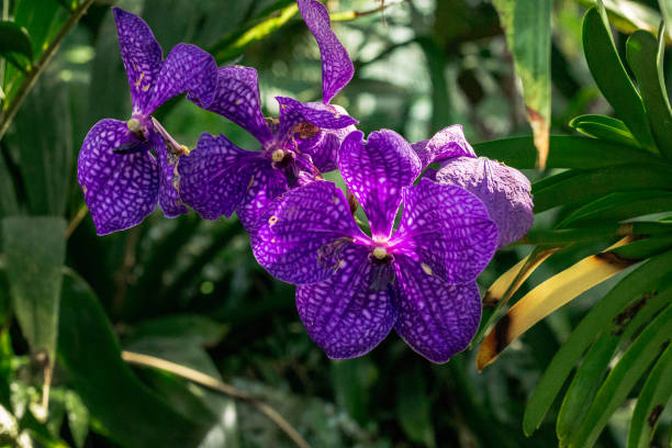 Beautiful purple orchids blooming in the tropical garden stock photo