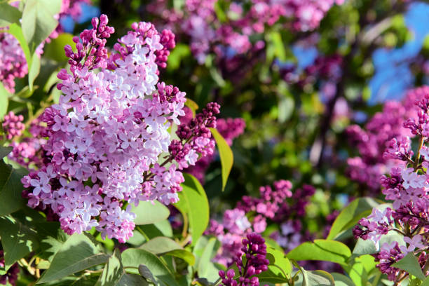 Beautiful purple Syringa Vulgaris (Lilac or Common Lilac) in bloom at a Patagonian garden. stock photo