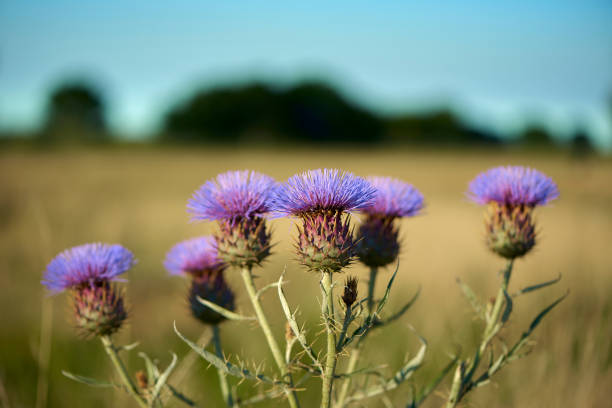 Beautiful purple Thistle in bloom at the Pampas Plain, Buenos Aires Province, Argentina. stock photo