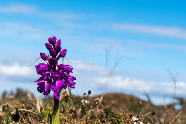 vacker lila vild orkidé i ett vanligt landskap - öland bildbanksfoton och bilder