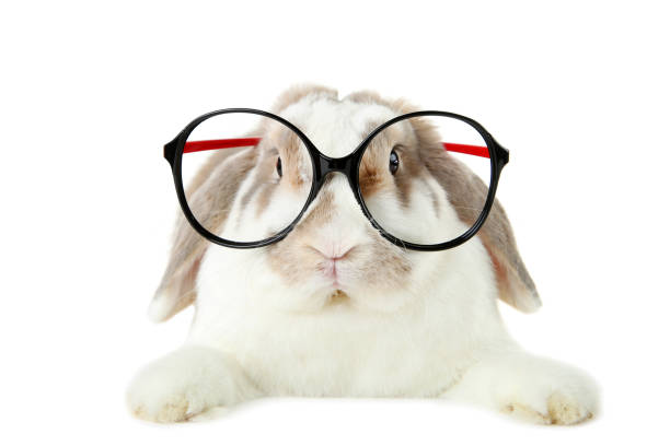 Beautiful rabbit with glasses on white background stock photo