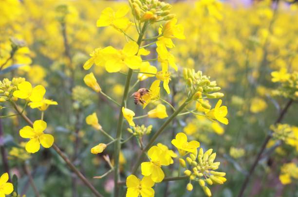 Beautiful Rape blossoms field with Bees in spring in Gunma, Japan stock photo