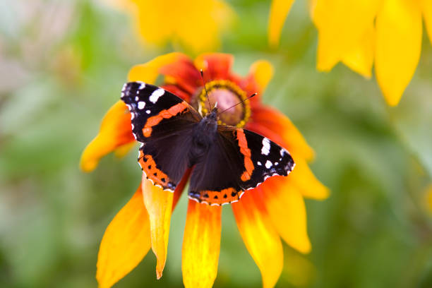 Beautiful red admiral butterfly sits on a flower close-up. stock photo