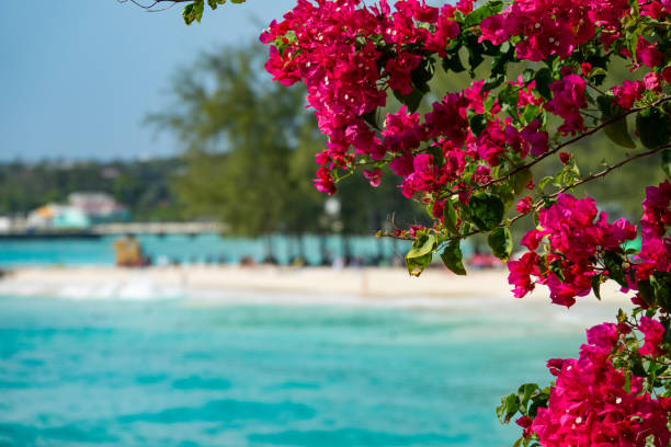 CLOSE UP, DOF: Beautiful red blossoms stretch over the turquoise colored ocean. stock photo