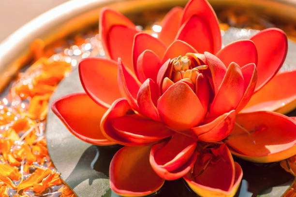 Beautiful red color Nelumbo flower known as Lotus. Sacred plant in Hinduism and Buddhism. stock photo