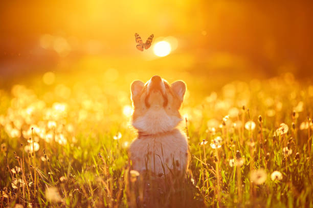 beautiful red dog puppy Corgi fun catches a butterfly flying on a Sunny warm summer meadow stock photo