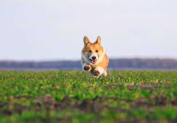beautiful red dog puppy Corgi runs fast on green grass in spring meadow funny sticking out his tongue and stretching out little chubby paws stock photo