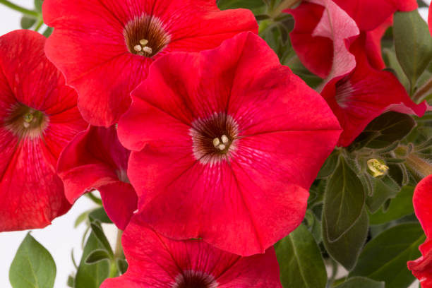 Beautiful red flowers of petunia on white background, close up stock photo