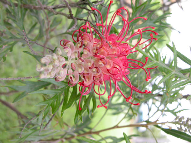 Beautiful red Grevillea near Macksville in New South Wales stock photo