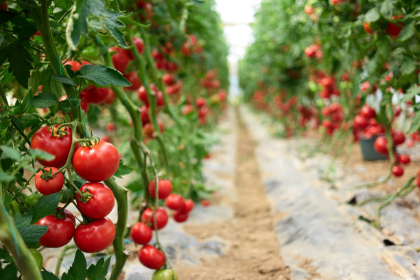 Beautiful red ripe tomatoes grown in a greenhouse. Beautiful red ripe tomatoes grown in a greenhouse. Rows of ripe homegrown tomatoes before harvest. Organic farming. hydroponics stock pictures, royalty-free photos & images