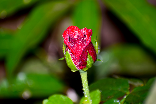 A beautiful red rose and water drops.