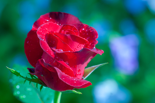 Beautiful red rose with raindrops on colorful background