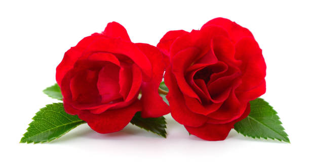 Red Rose Lying Down Stock Photos, Pictures & Royalty-Free Images - iStock