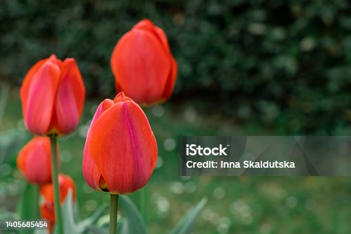 istock Beautiful red tulip flowers in a spring garden. 1405685454