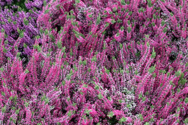 Beautiful red, white and pink heather blossoms background  lepro stock pictures, royalty-free photos & images